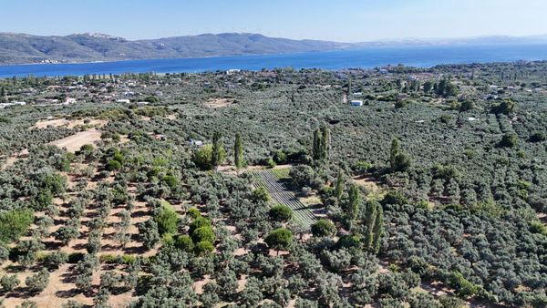 Çalışkanlar Gyo'dan Çeltikçide Satılık 1 Dönüm Zeytinlik