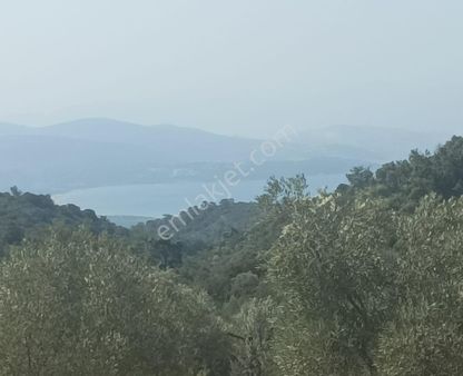 Gölova Köyü Denız Manzaralı Zeytınlı Tarla