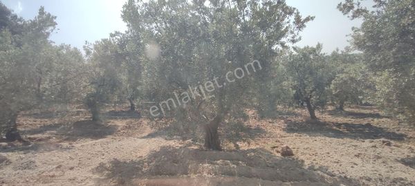 Karakuş'tan Mudanya Göynüklü'de İmar Sınırına Yakın Tarla