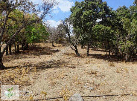 Bergama Avunduruk Satılık 5.243 M2 Köy Kenarı Yolu Olan Tarla