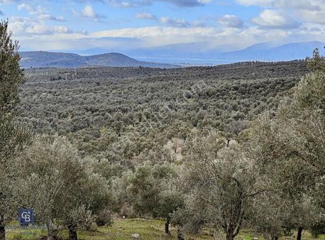 Burhaniye Bahadınlı Satılık 9.160 M2 Yolu Olan Zeytinlik