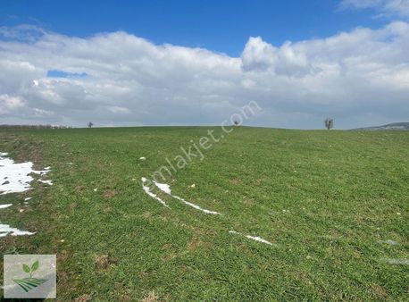 Balıkesir Kepsut Nusret Satılık 13.688 M2 Yolu Olan Tarla