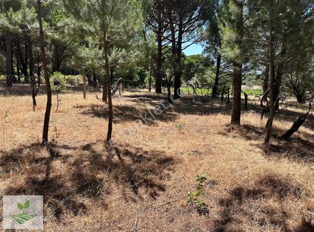 İzmir Bergama Kozak Satılık 1.485 M2 İki Kat Konut İmarlı Arsa