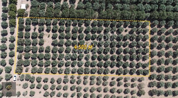 Akhisar Efendi Mahallesi Yakınında 4.500 M² Satılık Zeytinlik
