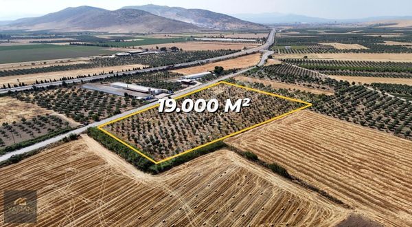 Akhisar Pınarcıkta 19.000m² Zeytin Tarlası - Elektrik & Sondajlı