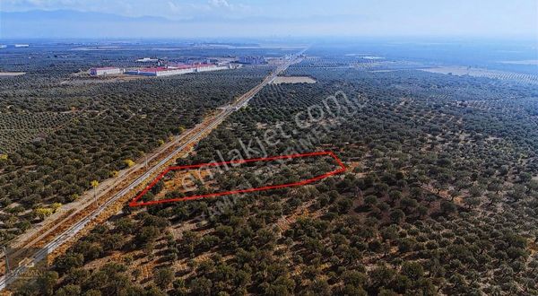 Süleymanlı Mah. Cezaevi Yakını Tek Tapu Satılık Zeytinlik.