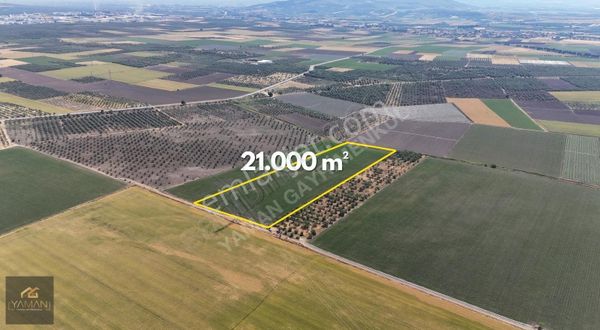 Akhisar - Kapaklıda 21 Dönüm Müstakil Tapulu Satılık Arazi
