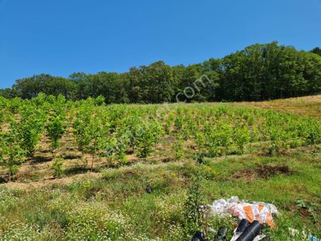 Acil Satılık Mavi Yemiş ( Yaban Mersini ) Bahçesi
