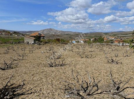 Emlak Ofisimden Kuşçuda 100 Civarı Meyve Ağaçı ,500 Üzüm Asması