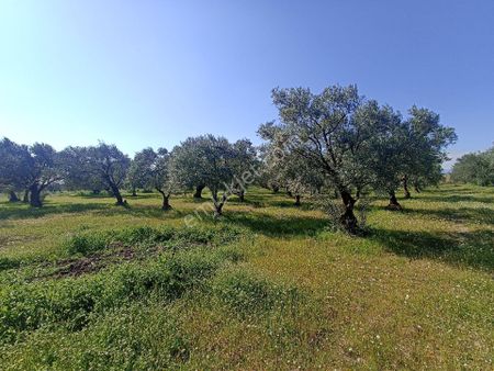 Efendi Mah. Bilal Habeşi Cami Yakını 390 M2 Satılık Arsa