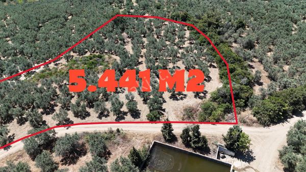 Mudanya Halilbey' De Resmi Yola Cephe Deniz Manzaralı Yatırımlık Zeytinlik