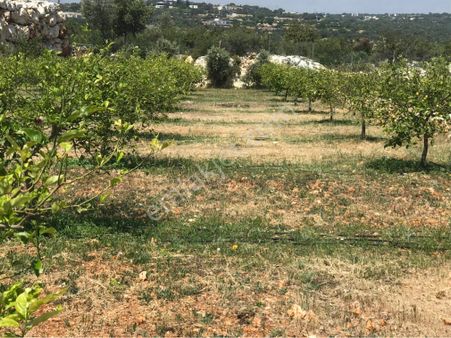 Narlıkuyu-hasanalilerde Satılık Limon Bahçesi