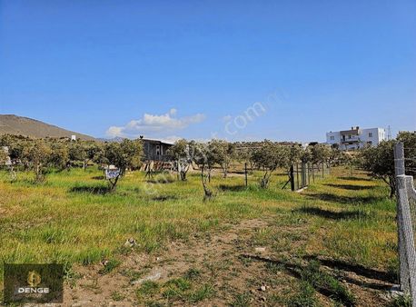 Aliağa Helvacıda Bol Zeytlinli Tarla