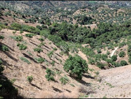 Nazilli Şahin Emlaktan Gedik Mh Satılık Tarla