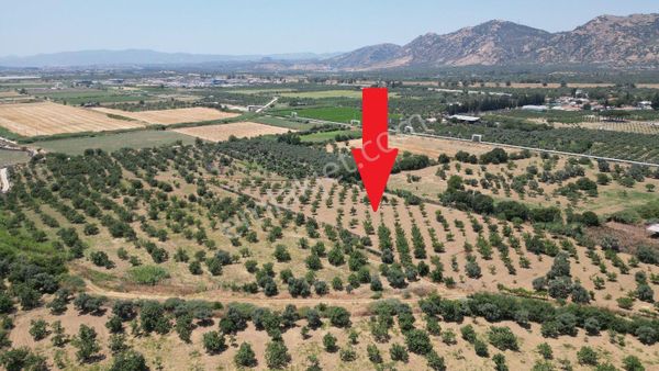 Aydın İncirliova Erbeyli De Satılık İncir Bahçesi