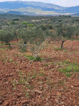 Bergama-bozköy Mahallesinde,satılık Zeytinlik