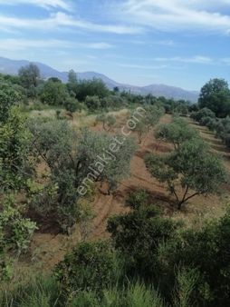 Pirlibey Mahallesinde Satılık Hobi Bahçesi