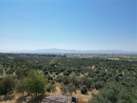 Germencik Moralı Köyü, Argavlı Köyü Sınırında 25.000m2 Satılık Zeytinlik