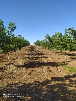 Satlık Bahçe Çok Niğde Ulukışla Da 20.255 Metre Kare