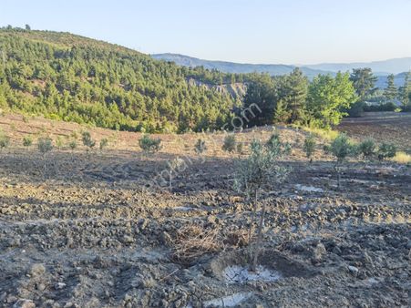 Fark20'den Kale/özlüce'de 14,5 Dönüm Zeytinlik