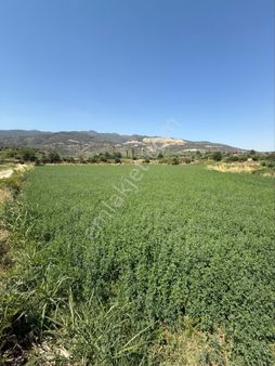 Başaranda 9.738 Metrekare Satılık Yonca Tarlası