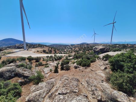 Tapulu 10 Dönüm Göl Manzaralı Zeytinlik