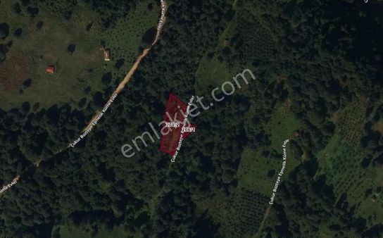 Şalpazarı Sütpınar Köyünde Satılık İki Arsa Toplam 1,326.96 M2