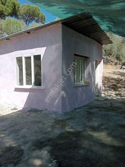 Aydın Söke Arslanyaylasın Da Satılık Zeytinlik