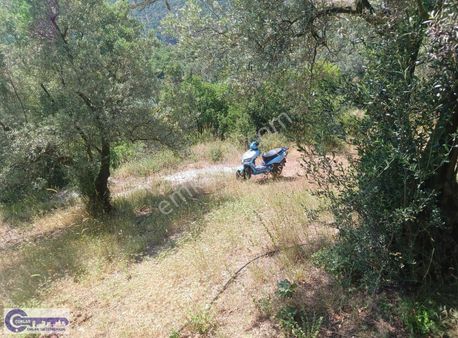 Çoklar'dan Çakırlı Köyünde Resmi Yola Cephe 2790 M2 Zeytinlik