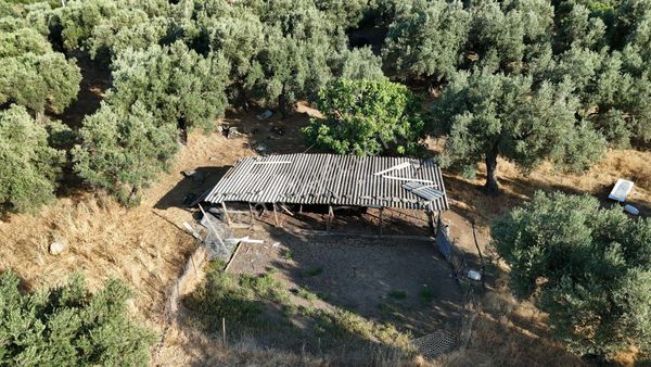 Karacasu Çamköyde Satılık 23 Dönüm Zeytinlik Ve Taş Ev