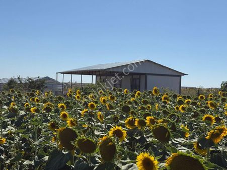 Tuşba Emlaktan Satılık 2655 Mt Tarla