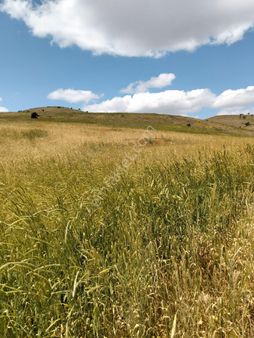 Gölbaşı Bezirhanede Satılık Tarla