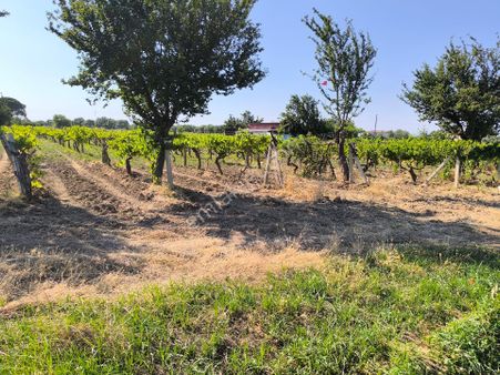 Manisa Yeni Garaj Arkası Asfalta Sıfır 1.000m2 Ell Ve Suyu Olan Arazi 3.300.000 Tl