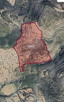 Nazilli Bozdoğan Koyuncularda Satılık 12 Dönüm Zeytinlik