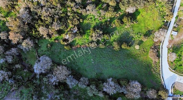 Bodrum Turgutreis'te Doğa İle İç İçe Yatırımlık Tarla