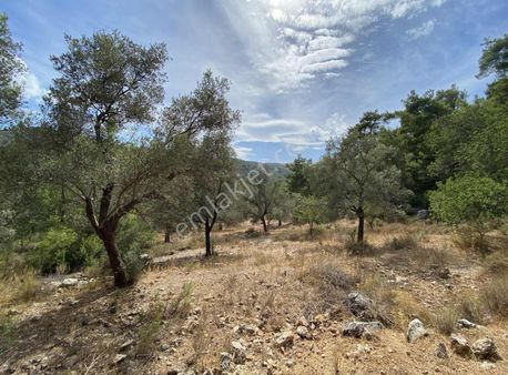 Bodrum Yalıçiftlik'te Müstakil Doğa İçerisinde Yatırımlık Tarla