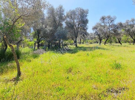 Bodrum Kızılağaç'ta Yola Sıfır İmarlı Müstakil Tarla