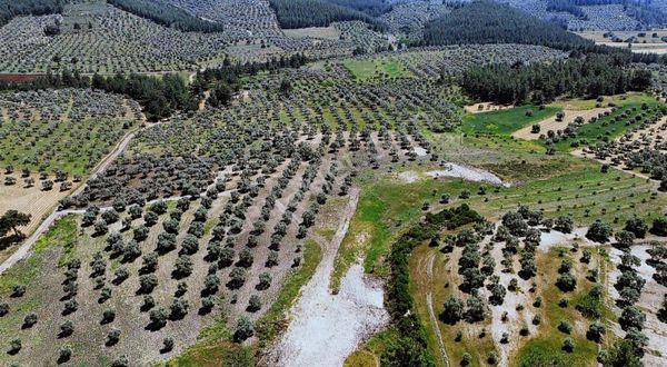 Milas Alaçam'da Müstakil Tapulu Verimli Zeytinlik