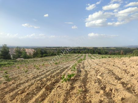 Ortaköy’de Aşılanmaya Hazır Üzüm Bağı