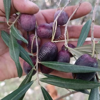 Seydikemer Gölbent'te Satılık Zeytinlik