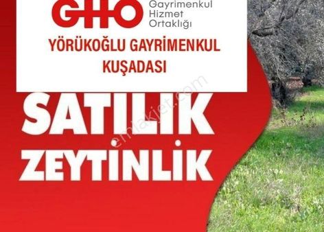 Kuşadası Kirazlı Köy Yoluna 100 Metre Mesafede Satılık Zeytinlik