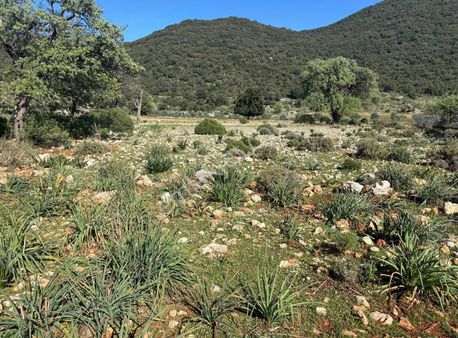 Antalya Demre Davazlar Mahallesinde 3.527 M² Satılık Tarla