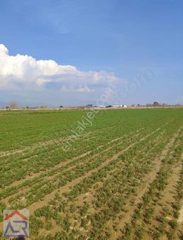 Ada Royal Den Kaçırılmayacak Fırsat Tek Tapu 10 Dekar