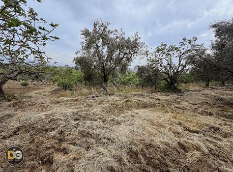 Bursa Osmangazi Armutköy Satılık Hobi Bahçeleri