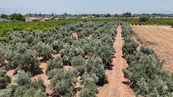 Döşemealtı Çıplaklı Mahallesinde Satılık Zeytin Bahçesi 5718 M2