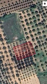 Pınarcıkta Satılık Zeytinlik