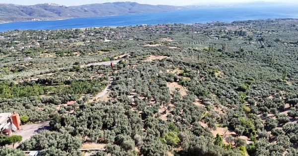 Çalışkanlar Gyo'dan Çeltikçide Satılık 1 Dönüm Zeytinlik