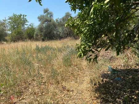 Satılık Bahçe – Zeytinova Mahallesi / Bayındır / İzmir