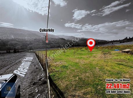 Beynil'den Yalova Çukurköy De 22.491m2 Satılık Ceviz Bahçesi
