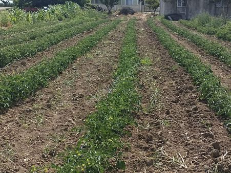 Bilecik Osmaneli Ciciler Köy İçinde Acil Satılık 650 M2 Yerimiz